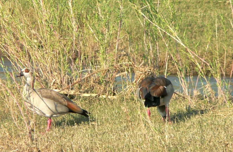 JAR 169_kach.JPG - Dvě husice egyptské.